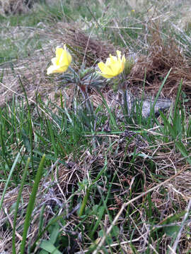 Imagem de Pulsatilla alpina subsp. apiifolia (Scop.) Nyman