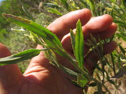 Image of Baccharis spicata (Lam.) Baill.