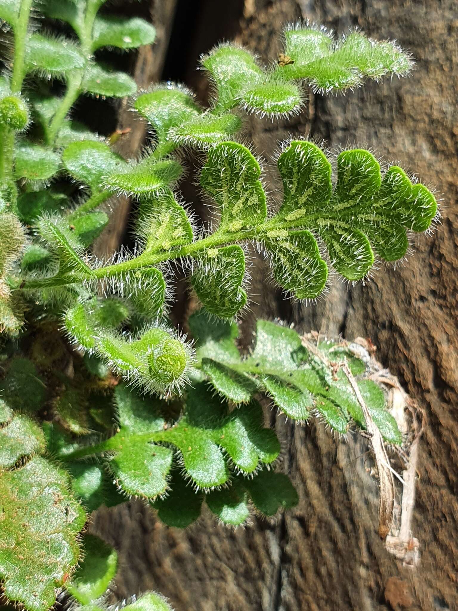 Sivun Asplenium subglandulosum (Hook. & Grev.) Salvo, Prada & T. E. Diaz kuva