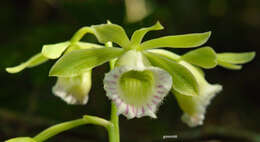 Image of Beyrich's hooded orchid