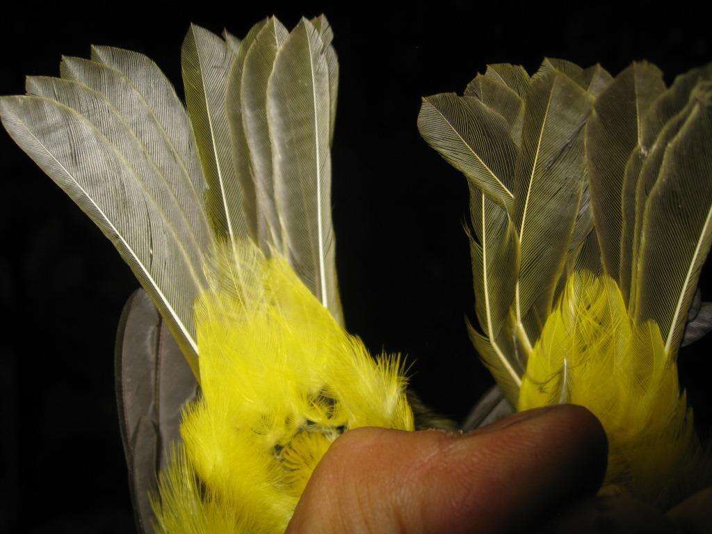 Imagem de Pachycephala hypoxantha (Sharpe 1887)