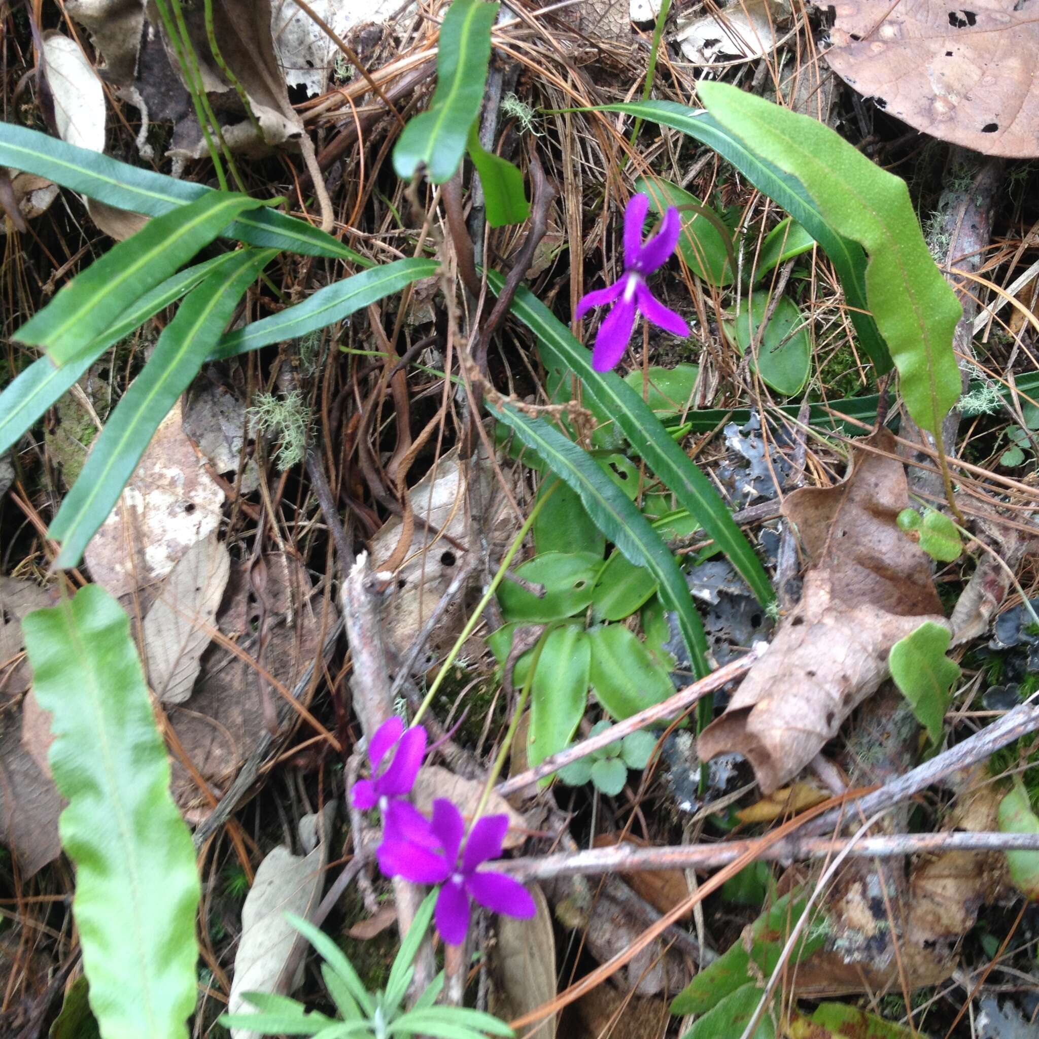 Image of Pinguicula orchidioides A. DC.