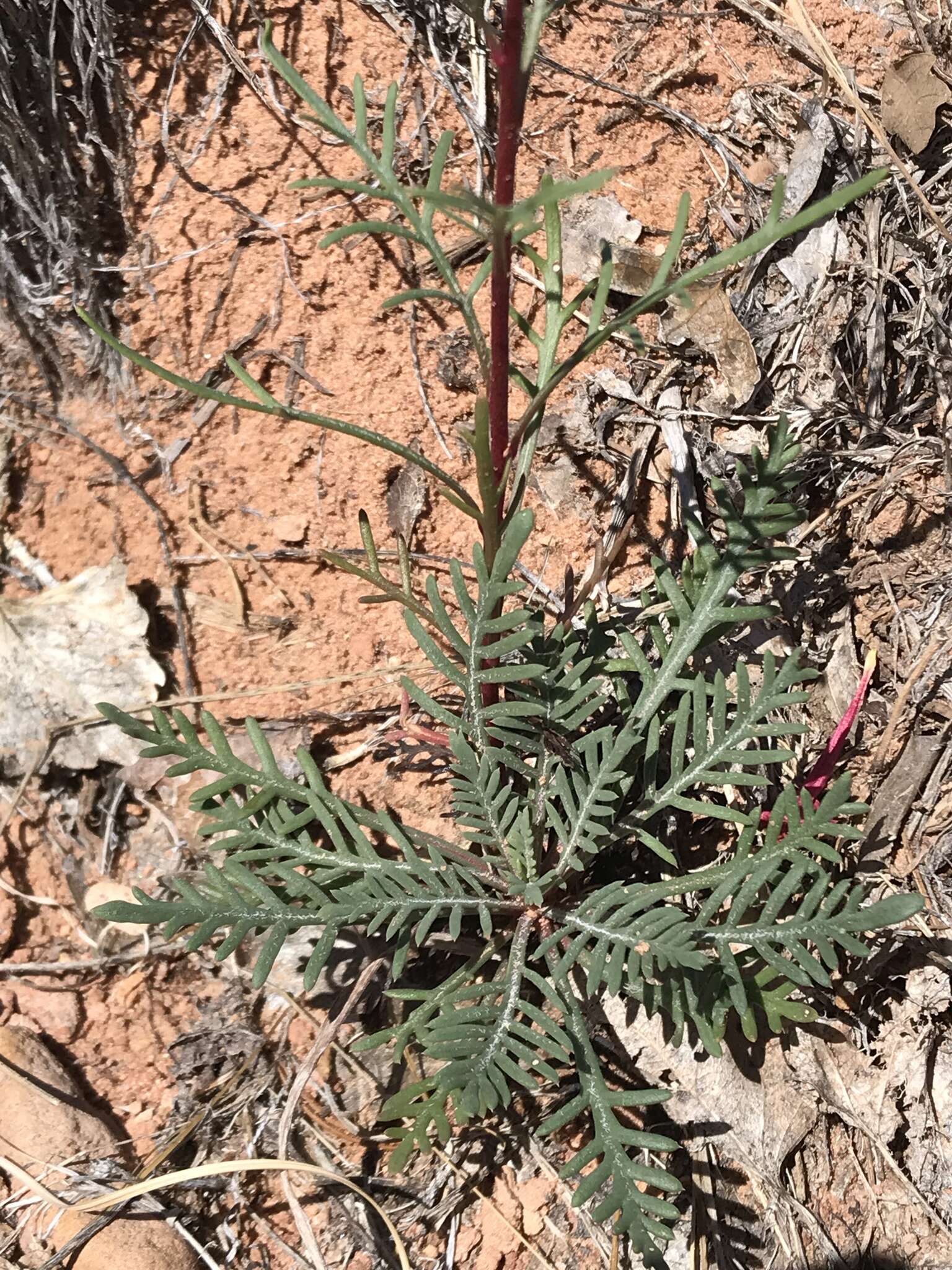 Image of scarlet gilia