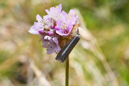 صورة Catoptria radiella Hübner (1810)