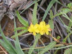 Imagem de Corchorus asplenifolius Burch.