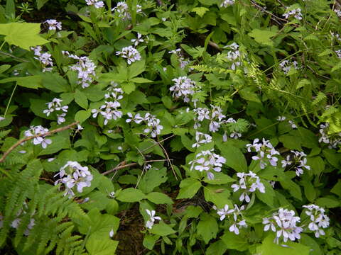 Imagem de Cardamine constancei Detling