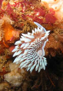 Image of Cape silvertip nudibranch