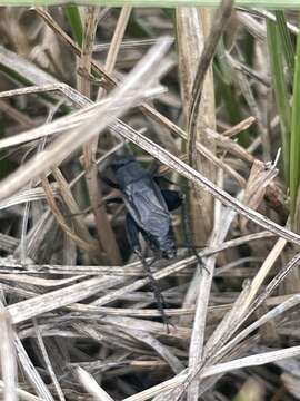 Image of Gray Ground Cricket