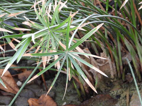 Image of Cyperus alterniflorus R. Br.