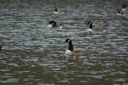 Image of Branta canadensis maxima Delacour 1951