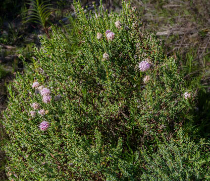 Image of Pimelea rosea R. Br.