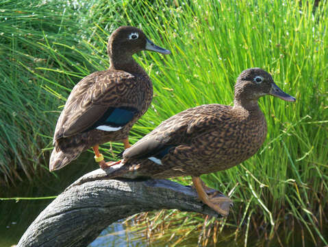 Image of Laysan Duck