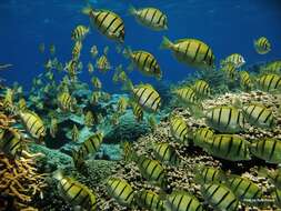 Image of Convict Surgeonfish