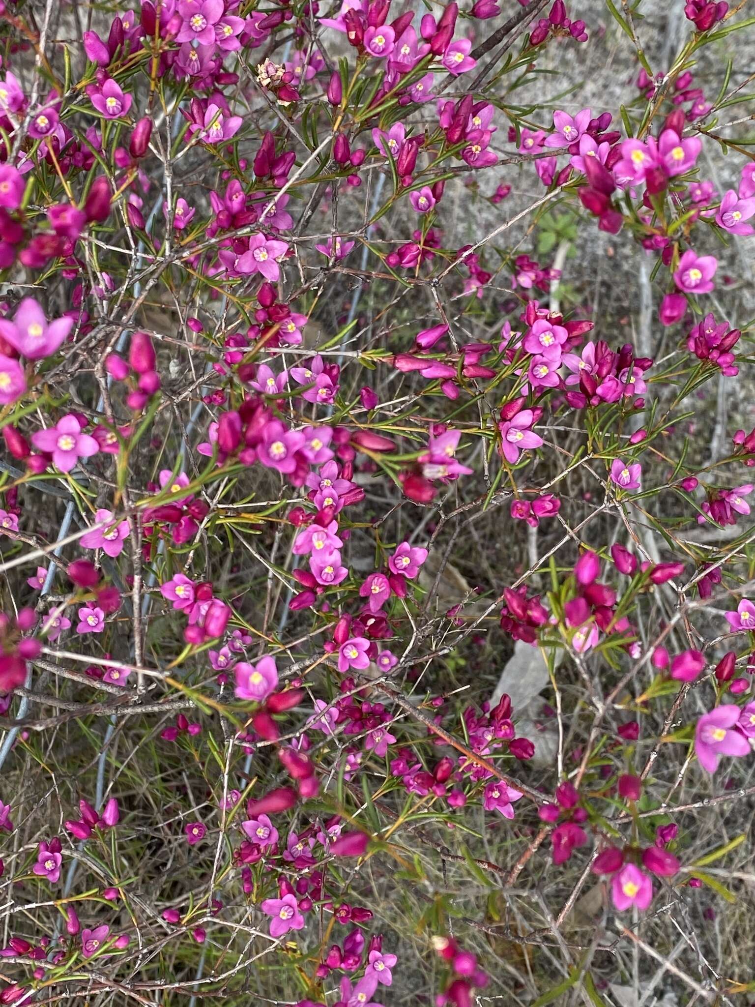 Image de Boronia nematophylla F. Müll.