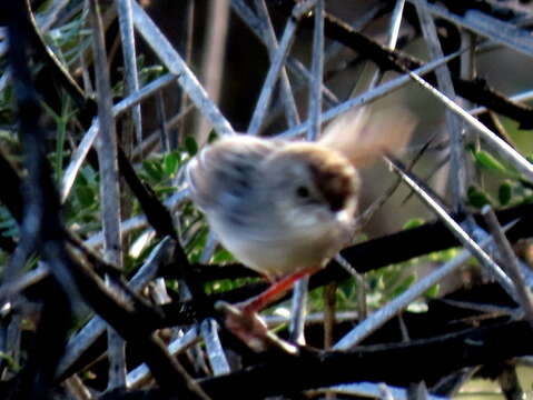 Image of Cisticola subruficapilla jamesi Lynes 1930