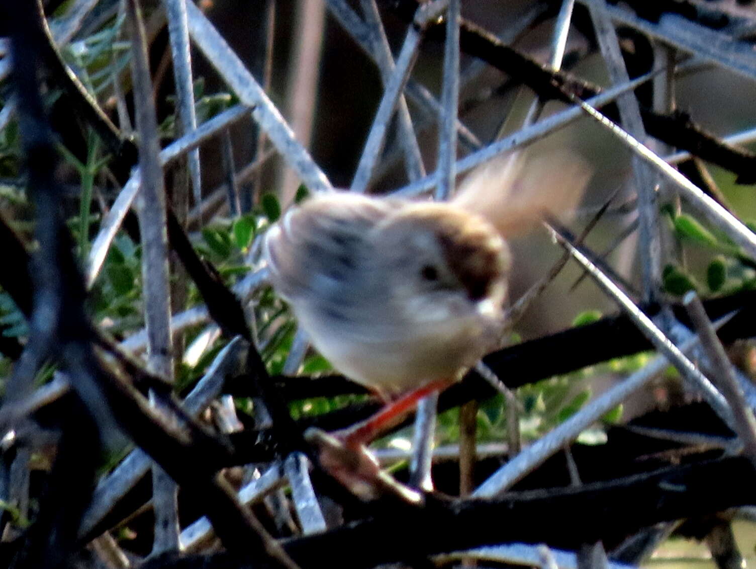 Sivun Cisticola subruficapilla jamesi Lynes 1930 kuva