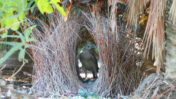 Image of Spotted Bowerbird