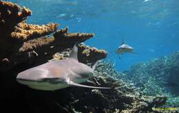 Image of Blacktip Reef Shark