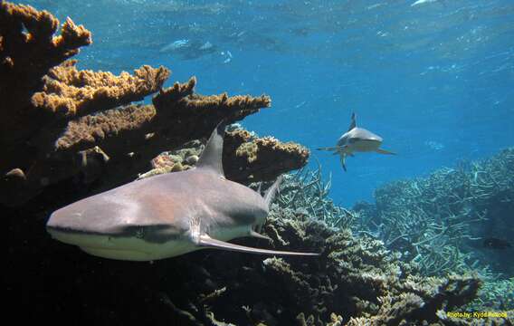 Image of Blacktip Reef Shark