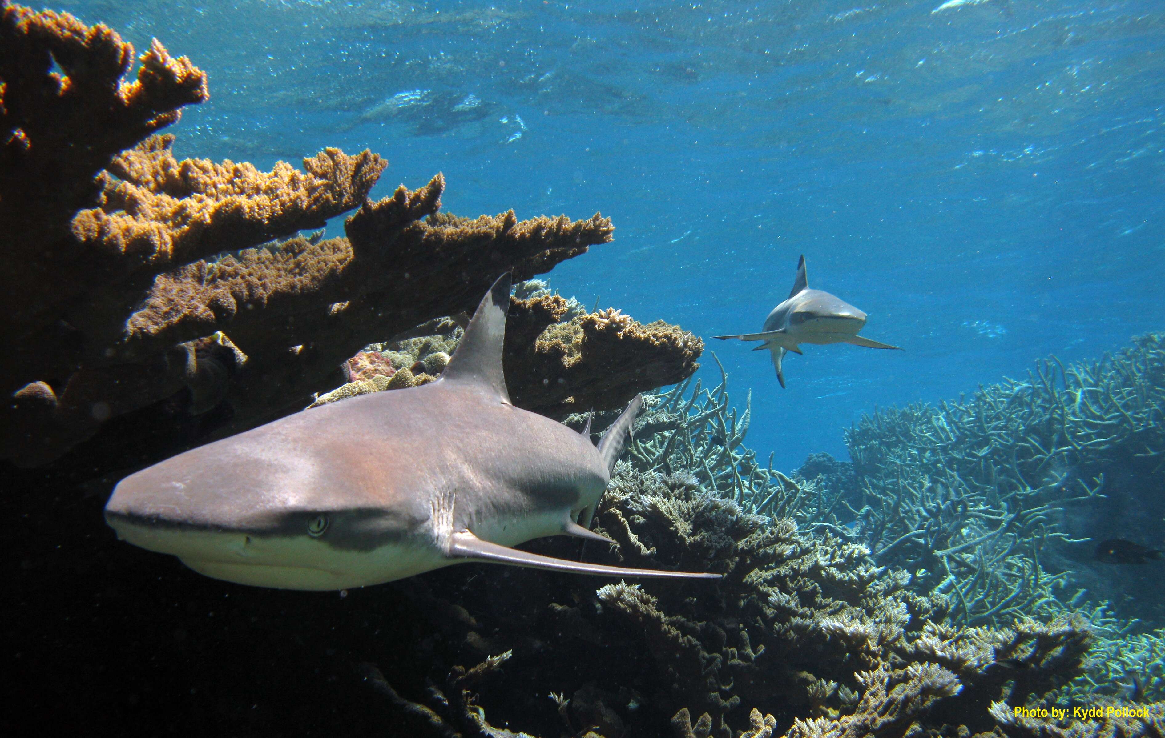 Image of Blacktip Reef Shark