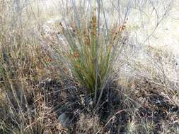 Image of spiny rush