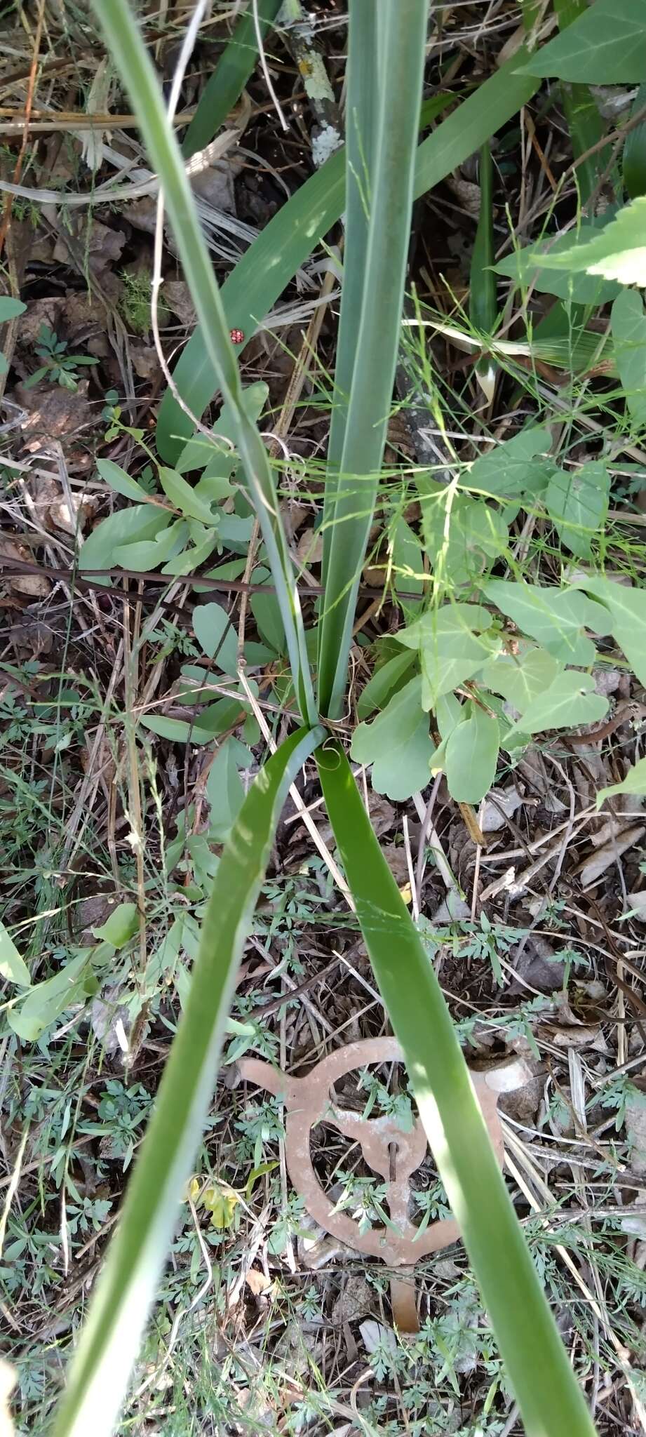 Image of Albuca glauca Baker