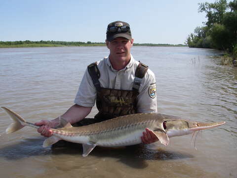 Image of Pallid Sturgeon