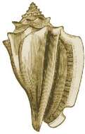 Image of Strombus Linnaeus 1758