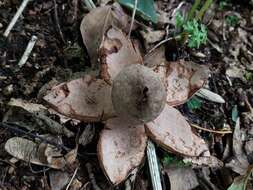 Image of Red-brown Earthstar