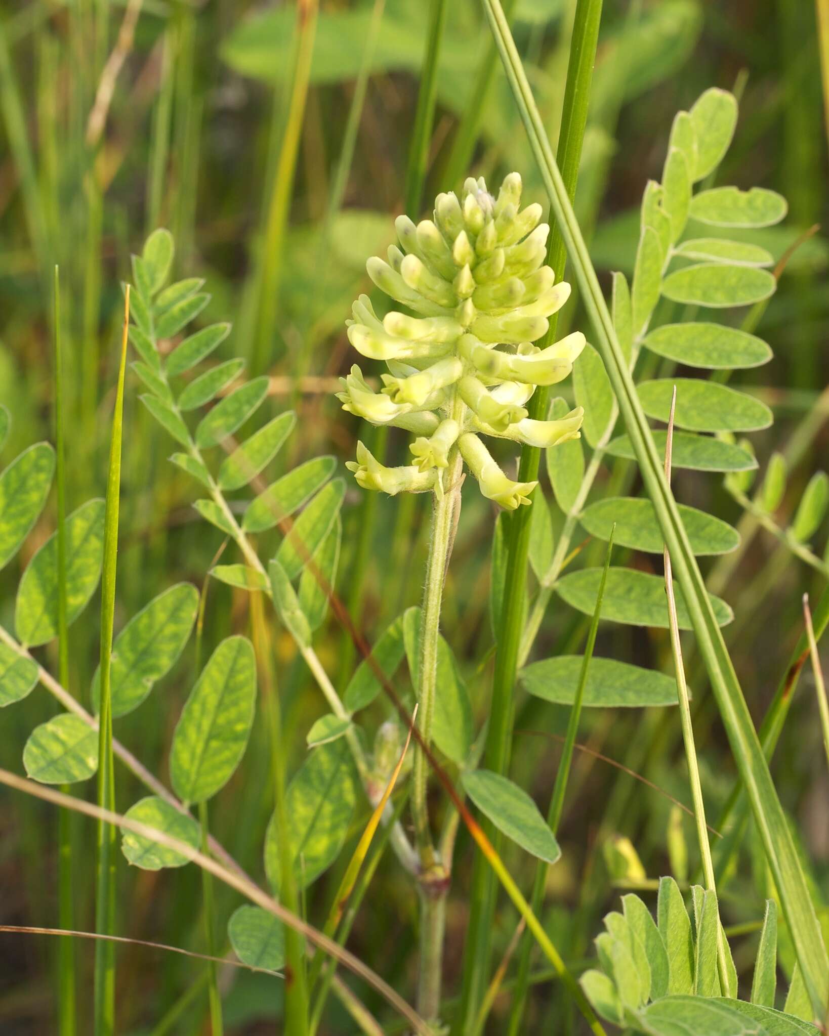 Astragalus canadensis L.的圖片