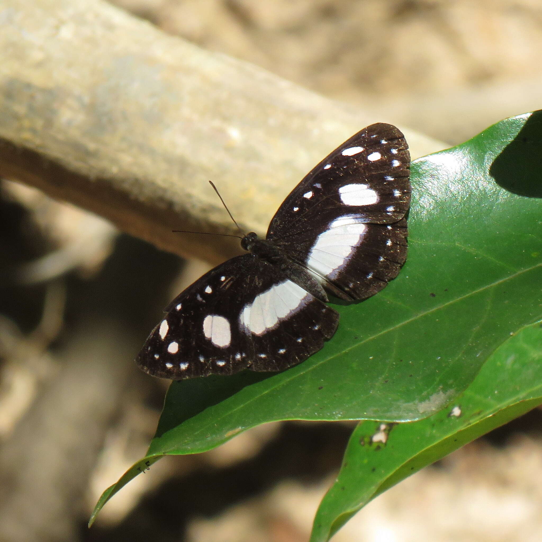 Image of Pantoporia venilia Linnaeus 1758