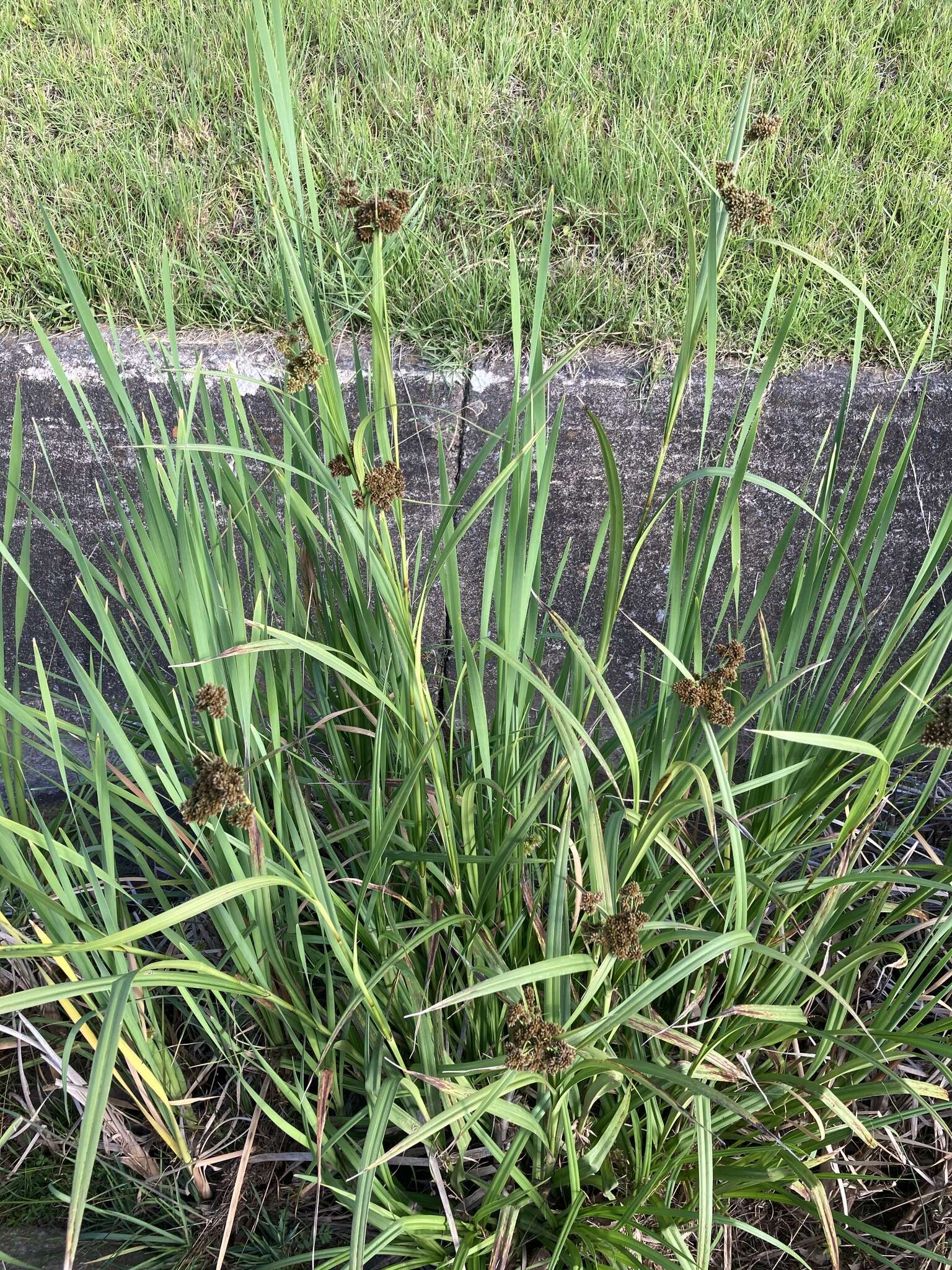 Image of Georgia bulrush