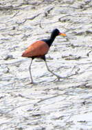 Image of Wattled Jacana