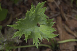 Petasites tatewakianus Kitam.的圖片