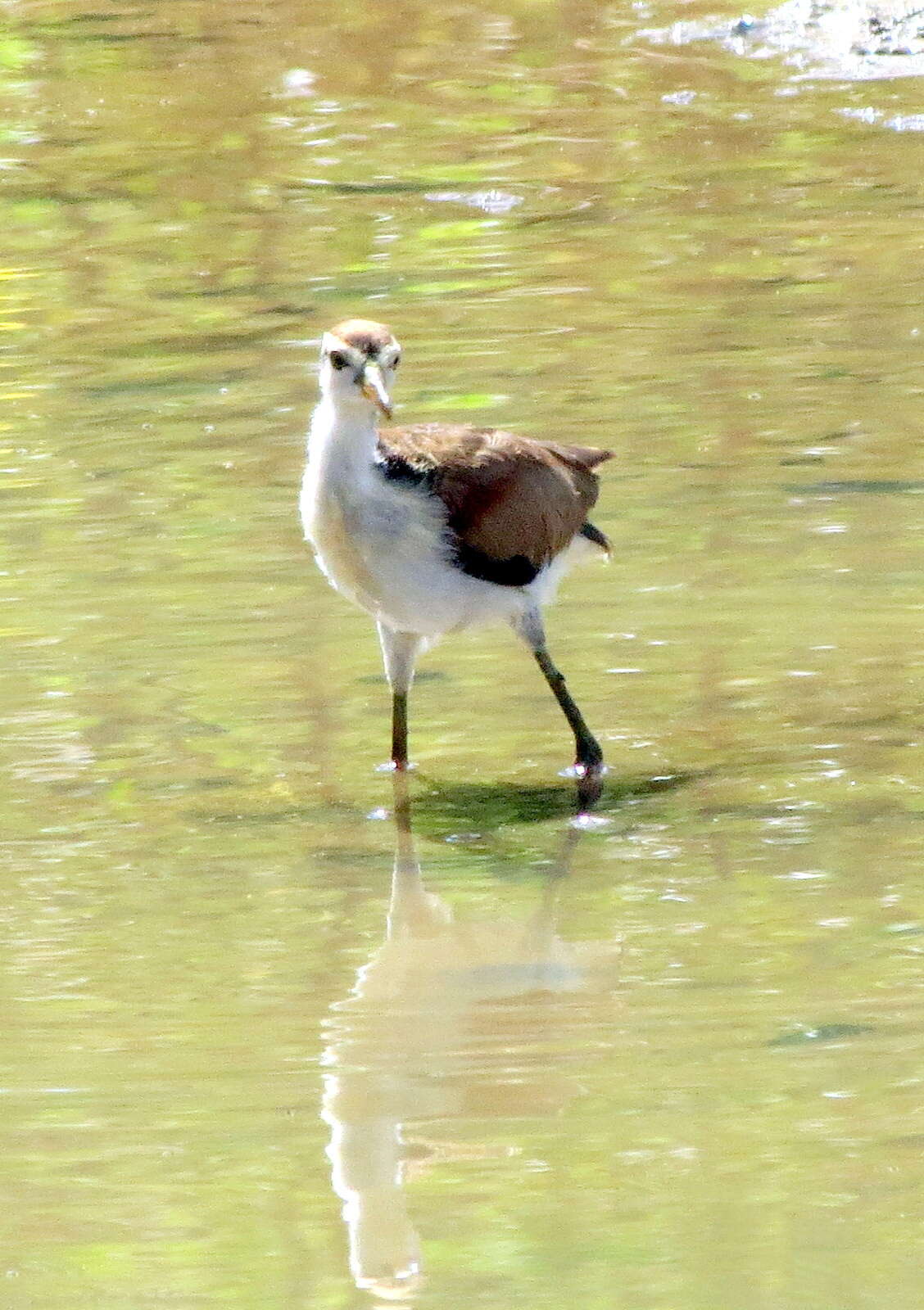 Image of Wattled Jacana