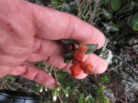 Image of Gaultheria lanigera Hook.