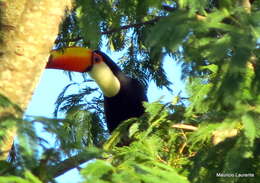 Image of Toco Toucan