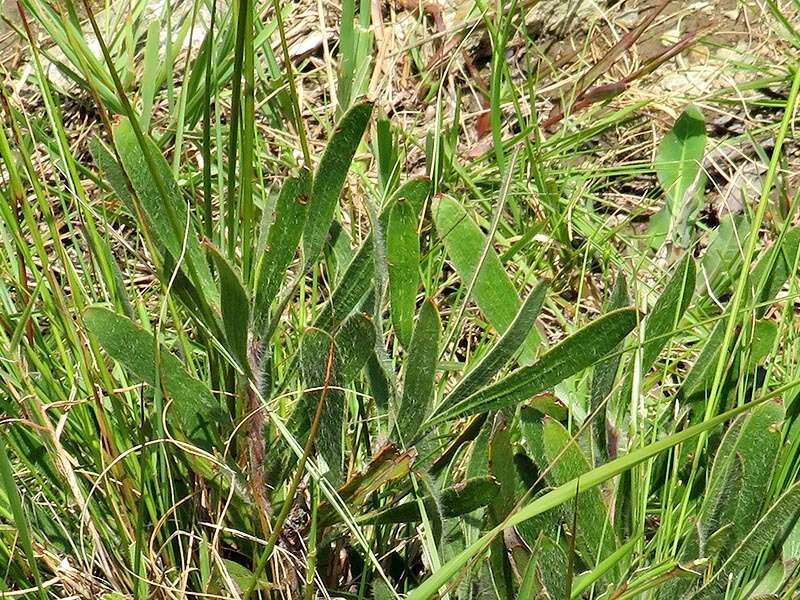 Image of Leucospermum gerrardii Stapf