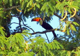 Image of Toco Toucan