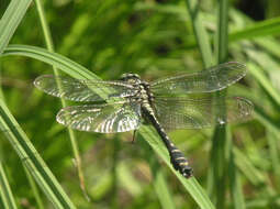 صورة <i>Shaogomphus postocularis epophthalmus</i> Selys 1872