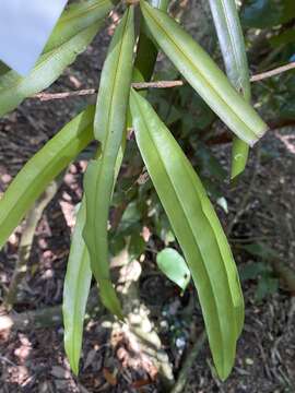 Podocarpus grayae de Laub. resmi