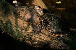 Image of slider turtle, red-eared terrapin, red-eared slider