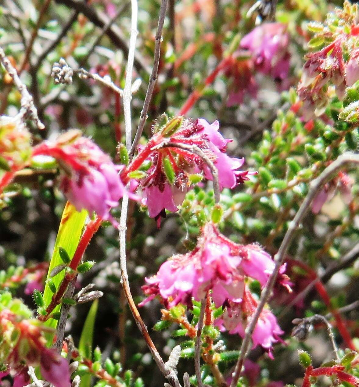 Image of Erica filiformis var. filiformis