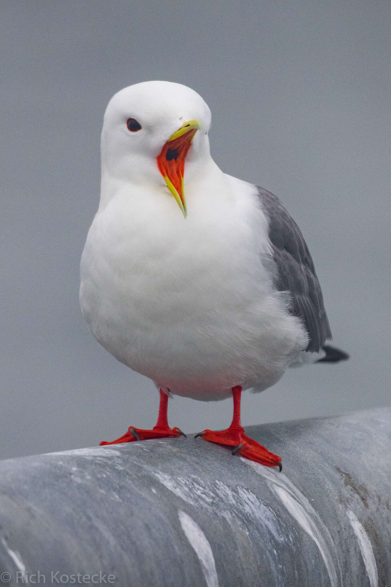 Image of Red-legged Kittiwake