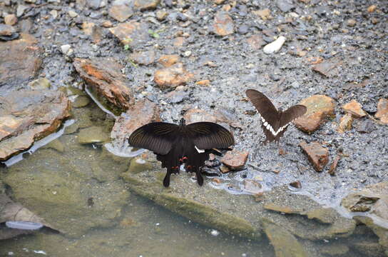 Papilio helenus Linnaeus 1758 resmi