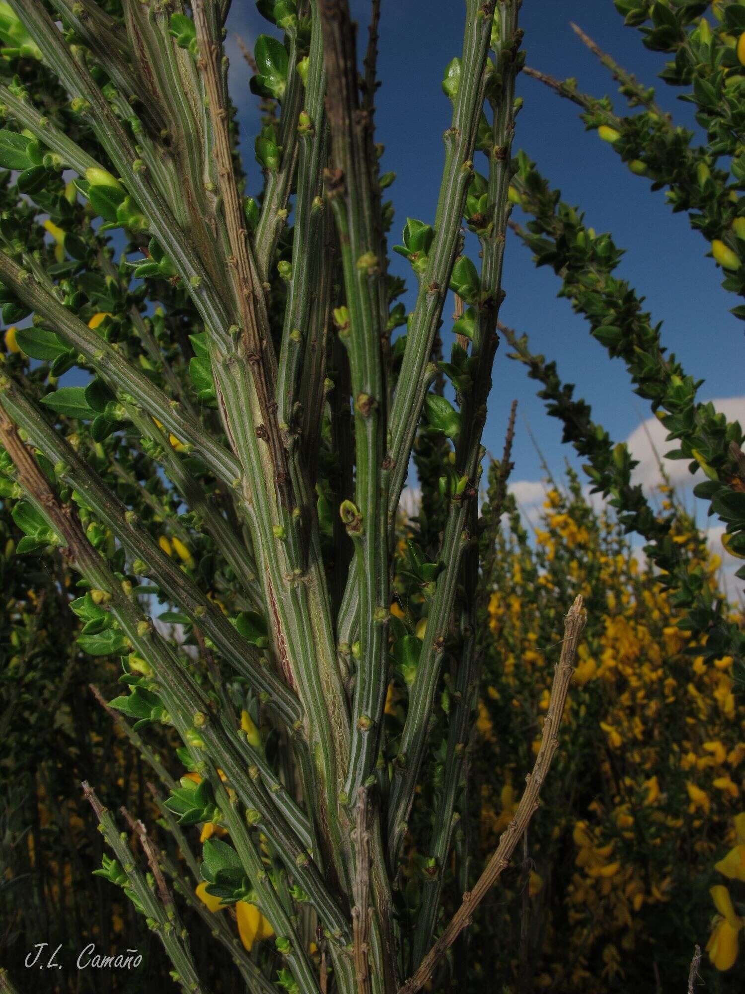 Image of Cytisus scoparius subsp. insularis