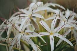 Image of Mangrove lily