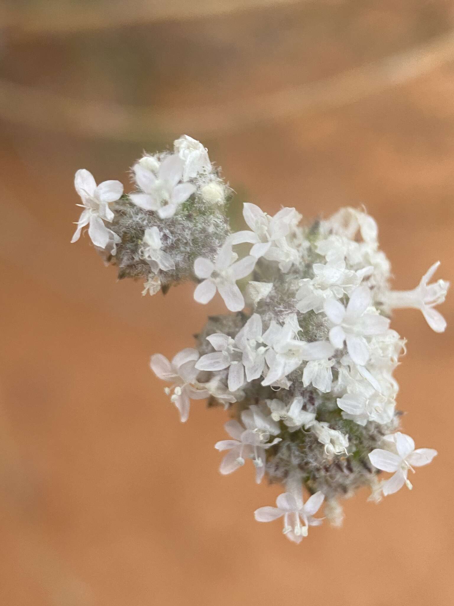 Plancia ëd Ipomopsis congesta subsp. frutescens (Rydb.) A. G. Day