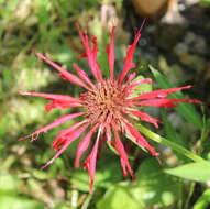 Image of scarlet beebalm