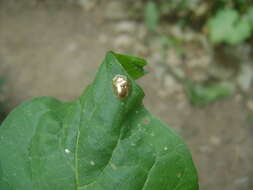 Imagem de Charidotella (Charidotella) sexpunctata (Fabricius 1781)